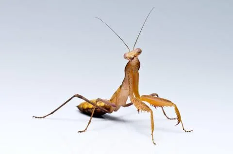 Praying mantis Stock Photos