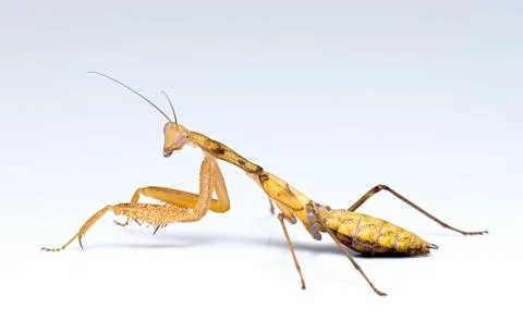 Praying mantis Stock Photos