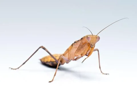 Praying mantis Stock Photos