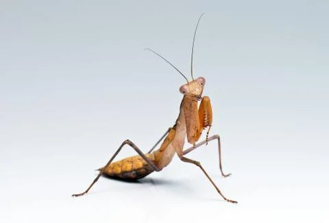 Praying mantis Stock Photos