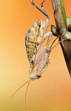 Praying mantis Foto stock