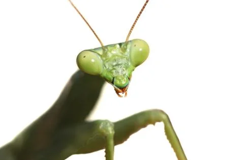 Praying Mantis Stock Photos