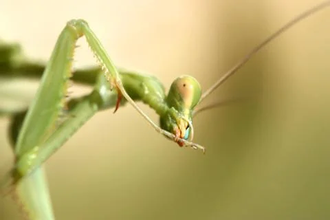 Praying Mantis Stock Photos