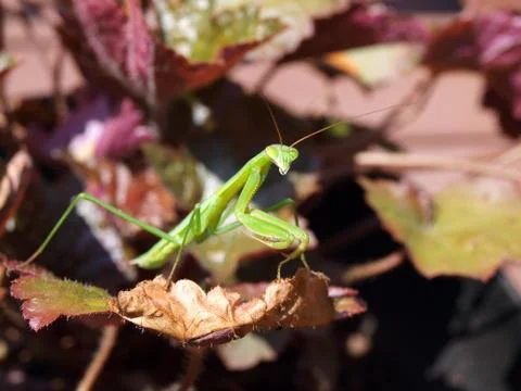 Praying mantis Stock Photos