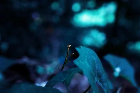 Praying mantis Stock Photos