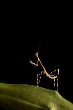 Praying mantis Stock Photos