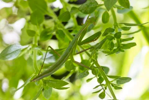 Praying Mantis Stock Photos