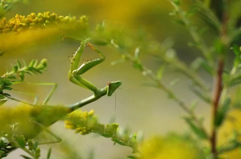 Praying Mantis Stock Photos