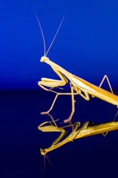 Praying Mantis Stock Photos