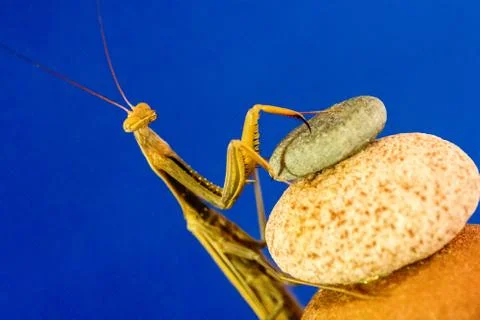 Praying Mantis Stock Photos