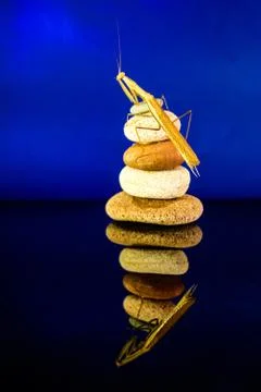 Praying Mantis Stock Photos