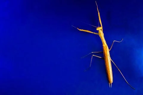 Praying Mantis Stock Photos