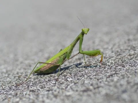 Praying mantis Stock Photos