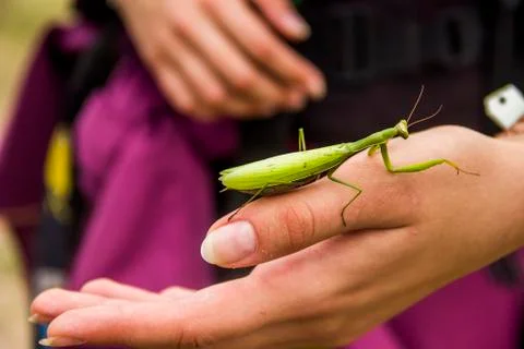 A praying mantis Stock Photos