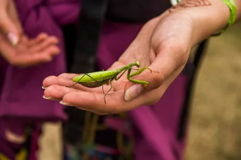 A praying mantis Stock Photos