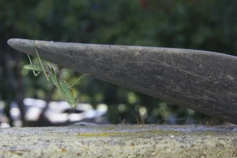 Praying Mantis Foto stock