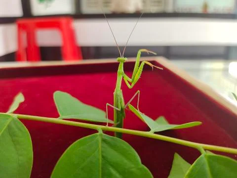 Praying mantis Stock Photos
