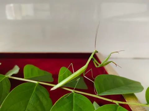 Praying mantis Stock Photos