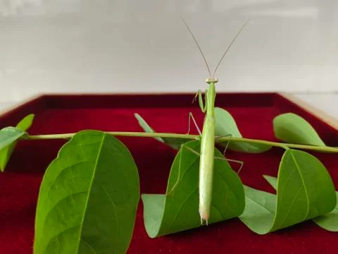 Praying mantis Stock Photos