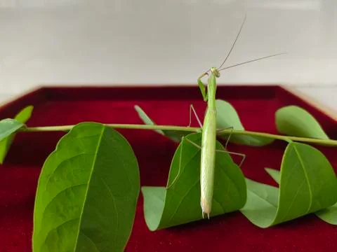 Praying mantis Stock Photos