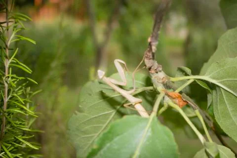 Praying mantis Stock Photos