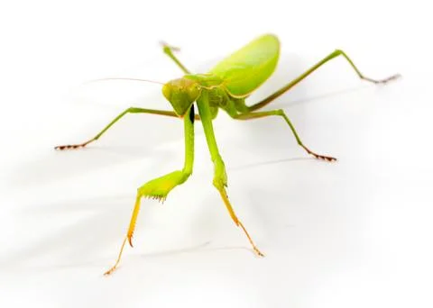 Praying mantis Stock Photos
