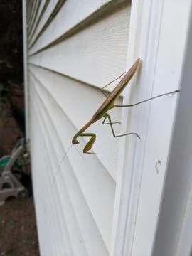 Praying mantis 스톡 사진