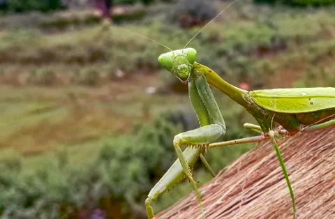 PRAYING MANTIS Stock Photos