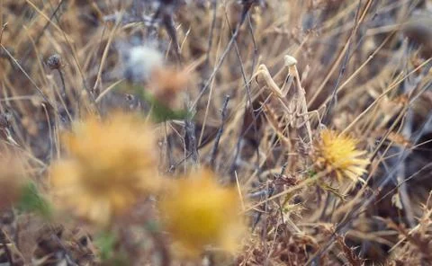 Praying mantis Stock Photos