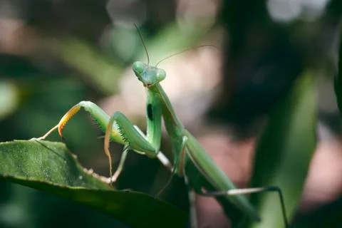 Praying mantis Stock Photos