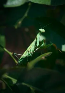 Praying mantis Stock Photos