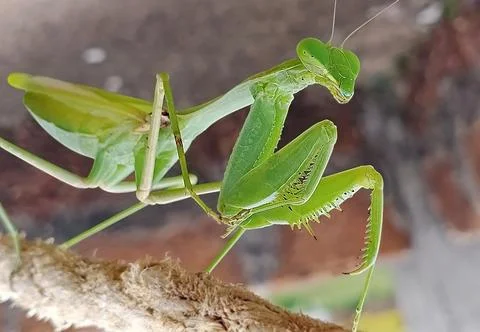 PRAYING MANTIS Foto stock