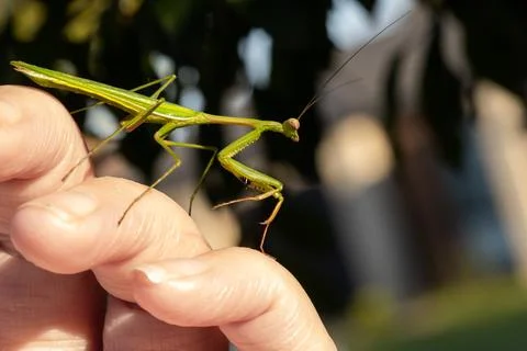 Praying mantis Stock Photos