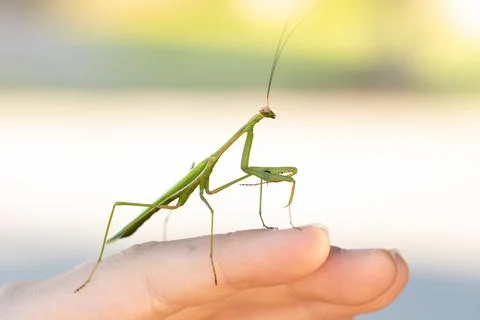 Praying mantis Stock Photos