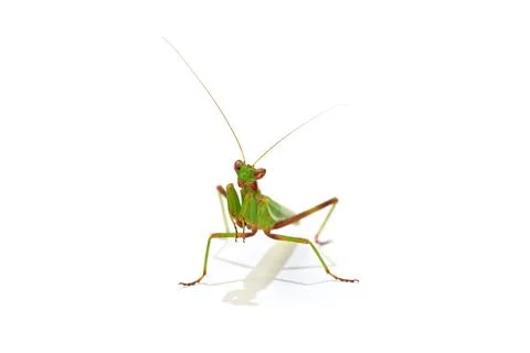 Praying mantis 스톡 사진