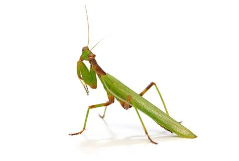 Praying mantis Stock Photos