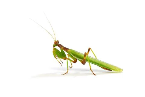 Praying mantis Stock Photos