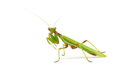 Praying mantis 스톡 사진