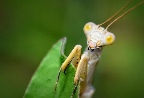 Praying Mantis Stock Photos