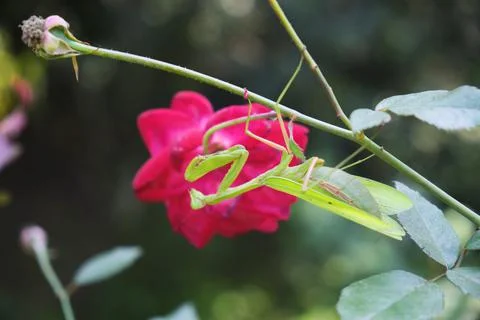 Praying Mantis Foto stock