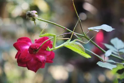 Praying Mantis Foto stock