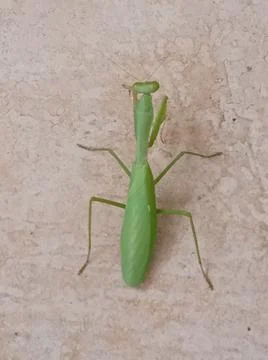 Praying mantis Fotos de archivo