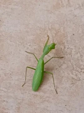 Praying mantis Fotos de archivo