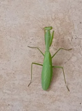 Praying mantis Fotos de archivo