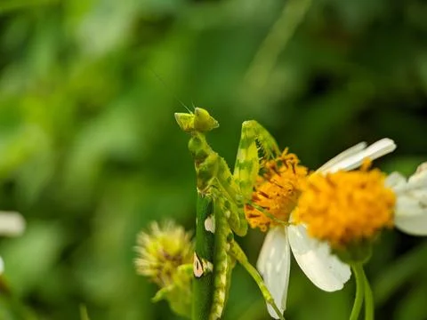 Praying mantis Foto stock