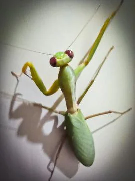 Praying mantis Stock Photos