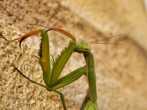 Praying Mantis. Stock Photos