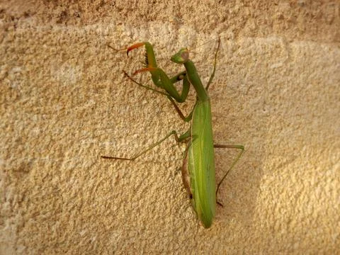 Praying Mantis. Stock Photos