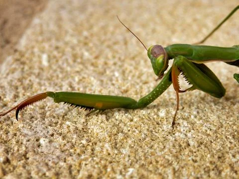 Praying Mantis. Foto stock