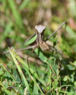 Praying Mantis Stock Photos